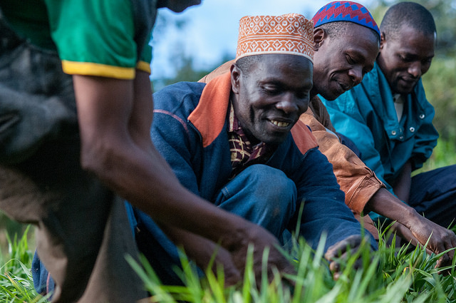Farmers in Lushoto, in the Tanga region of Tanzania, are working with researchers to test different forage varieties like Brachiaria for yield and drought resilience. (Photo: Georgina Smith/CIAT)