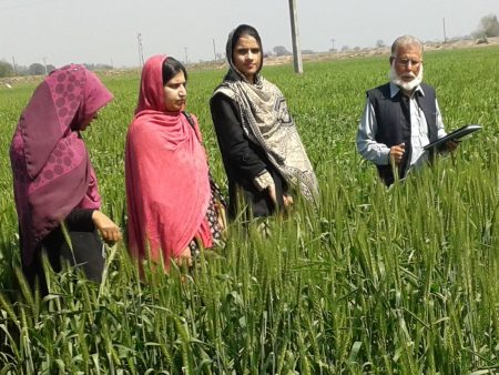 El CIMMYT y el Consejo de Investigación Agrícola de Pakistán celebrarán, el 8 de marzo, un seminario sobre la mujer y la juventud en los sistemas agrícolas basados en el trigo. Foto: archivos del CIMMYT