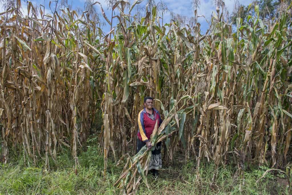 La agricultora Florence Ochieng cosecha maíz verde en su granja familiar de 105 acres cerca de Kitale, Kenia. (Foto: P. Lowe/CIMMYT)