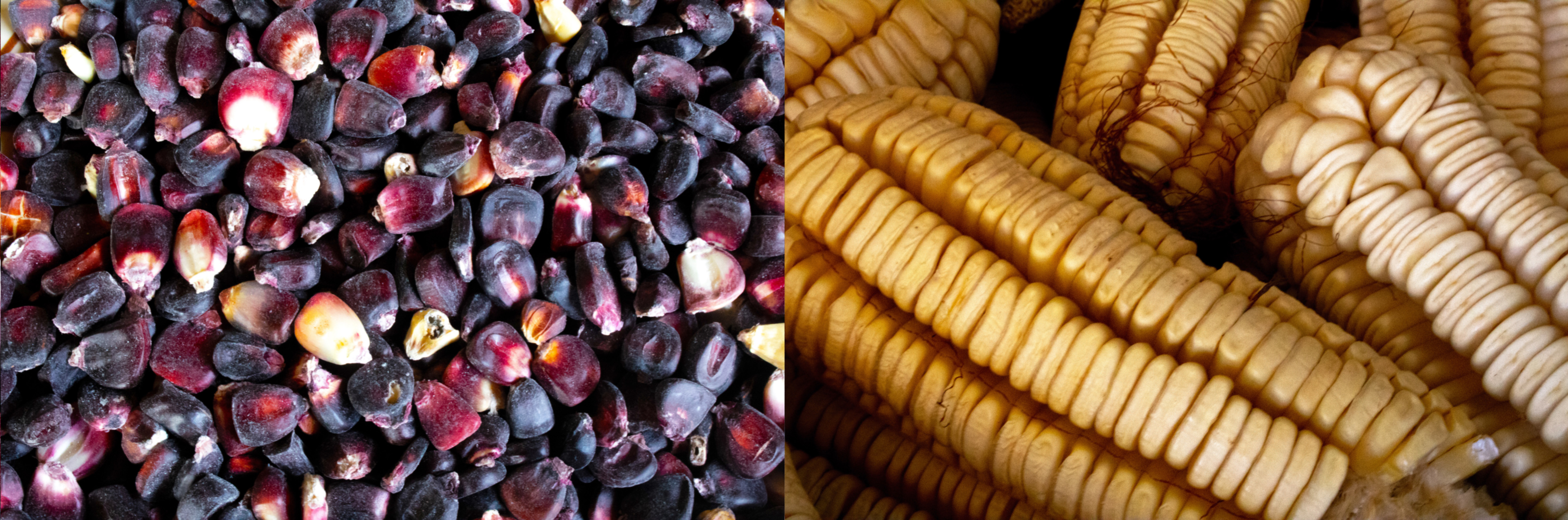 Maíz colorado (left), or red maize, is an important part of the family’s diet. The family’s Ancho maize (right) has characteristically wide and flat kernels, and is a key ingredient of the pozole stew. (Photo: E. Orchardson/CIMMYT)