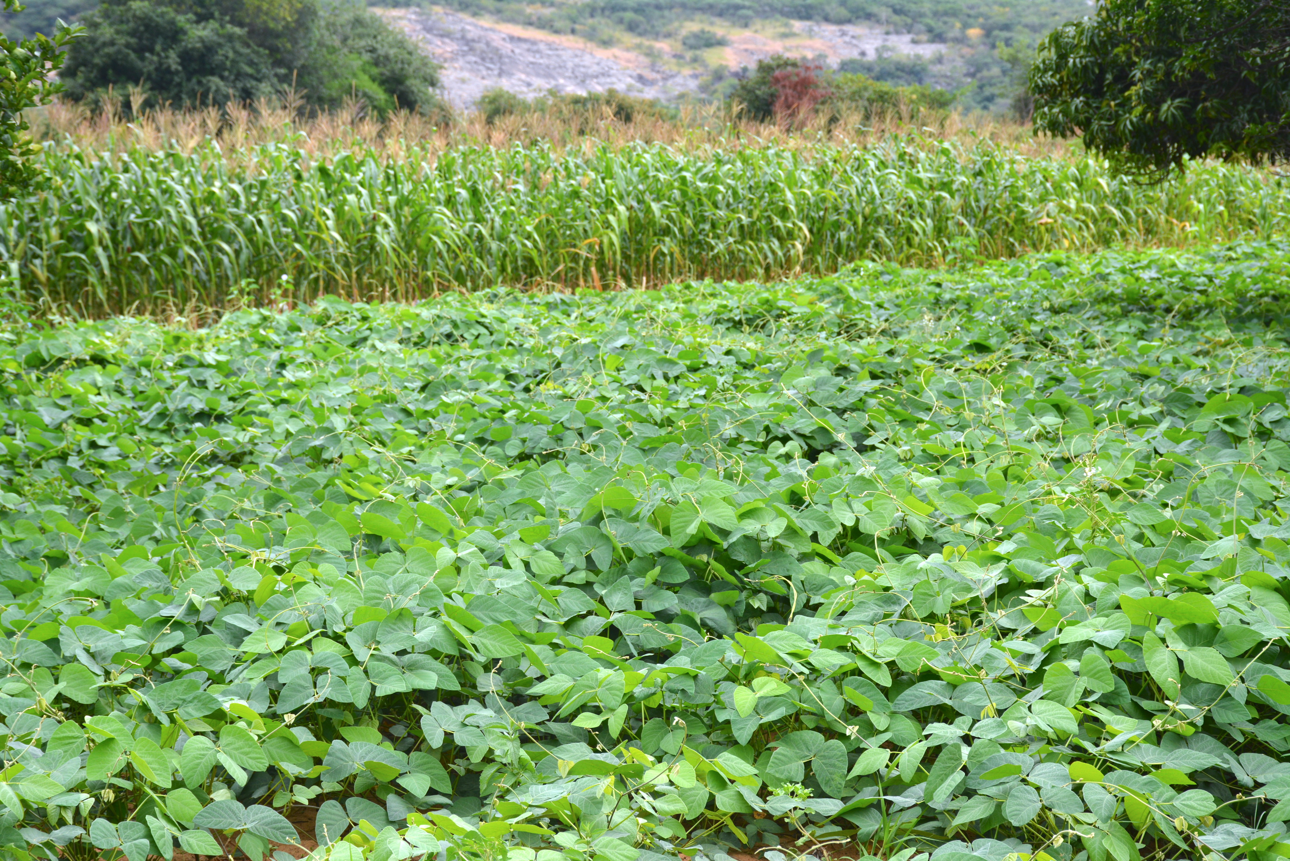 Crop rotation of maize and velvet bean at Kumbirai and Lilian Chiambadzwa's plot has guaranteed high yields in an El Nino season. (Photo: Shiela Chikulo/CIMMYT)