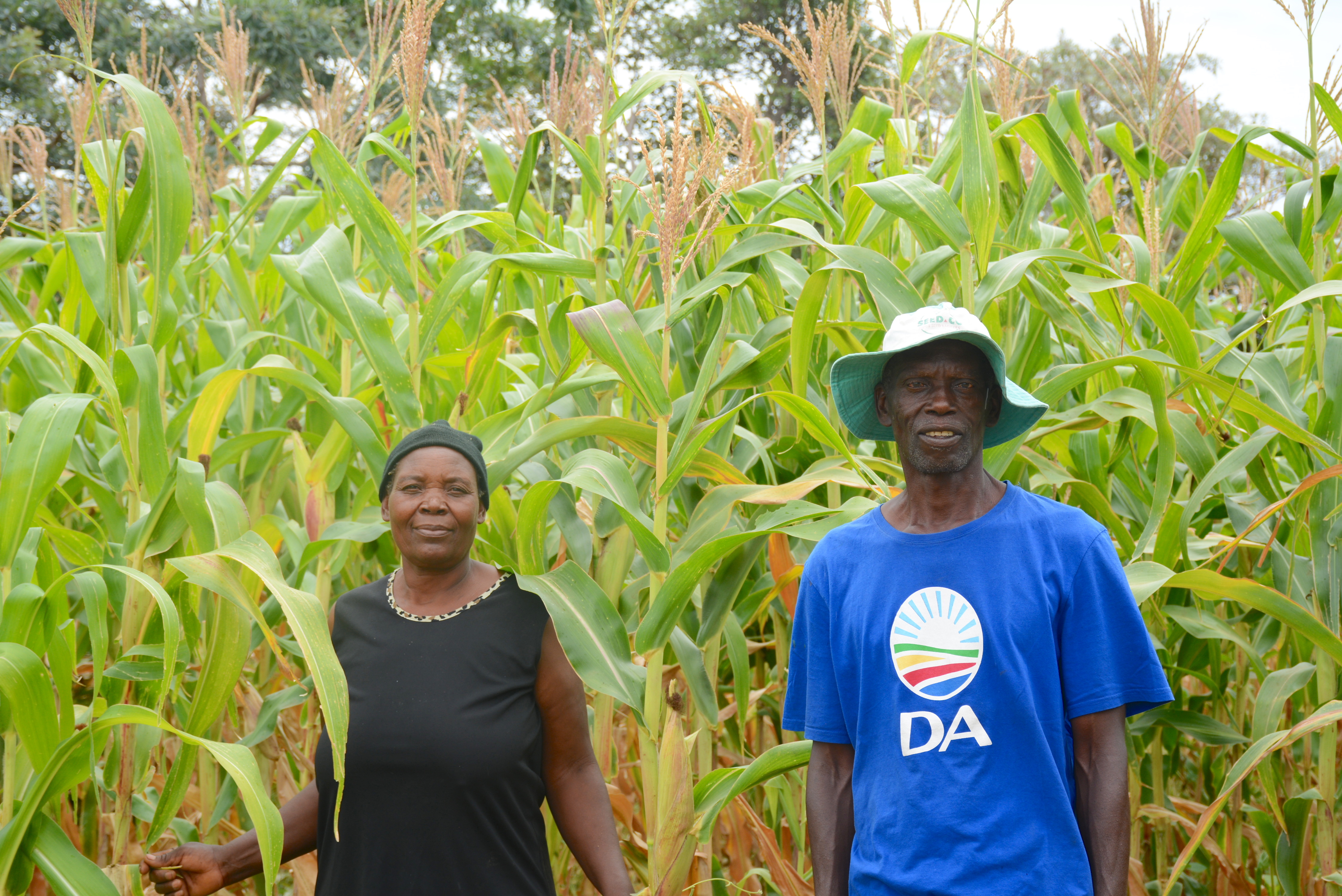 Netsai Garwe (left) and Cosmas Garwe in their maize field, Ward 4, Murewa district, Zimbabwe. (Photo: Shiela Chikulo/CIMMYT)