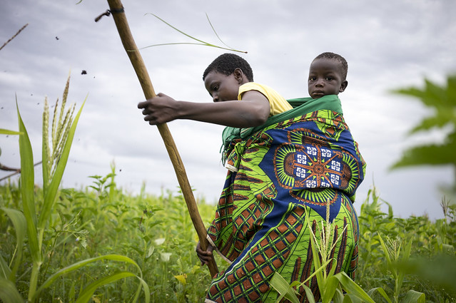 A farm worker carrying her baby on her back weeds maize in Tanzania. (Photo: Peter Lowe/CIMMYT)