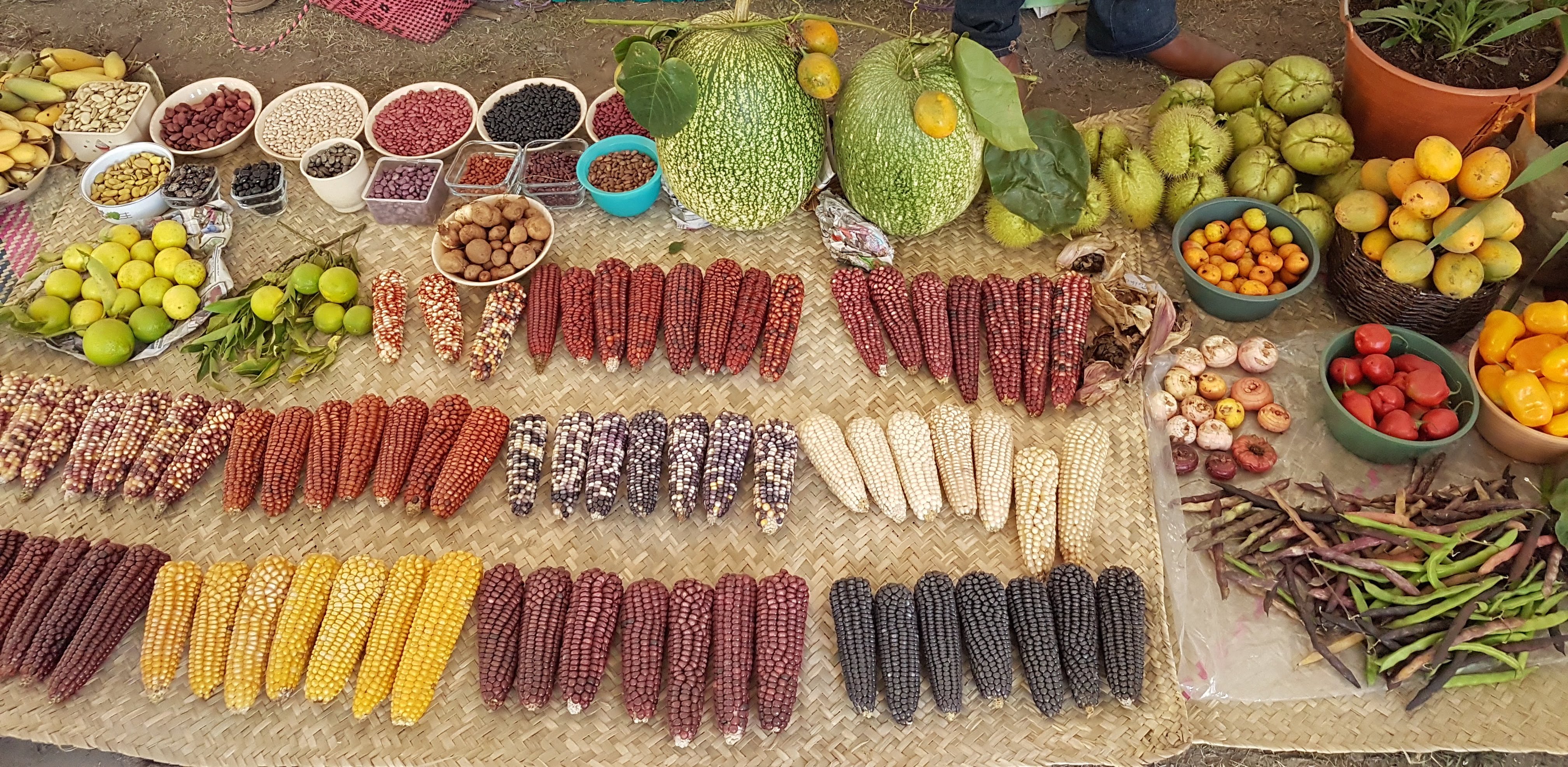 Traditional milpa products: native maize, beans, squash, chilies and other local fruits and vegetables. (Photo: Martha Willcox/CIMMYT)