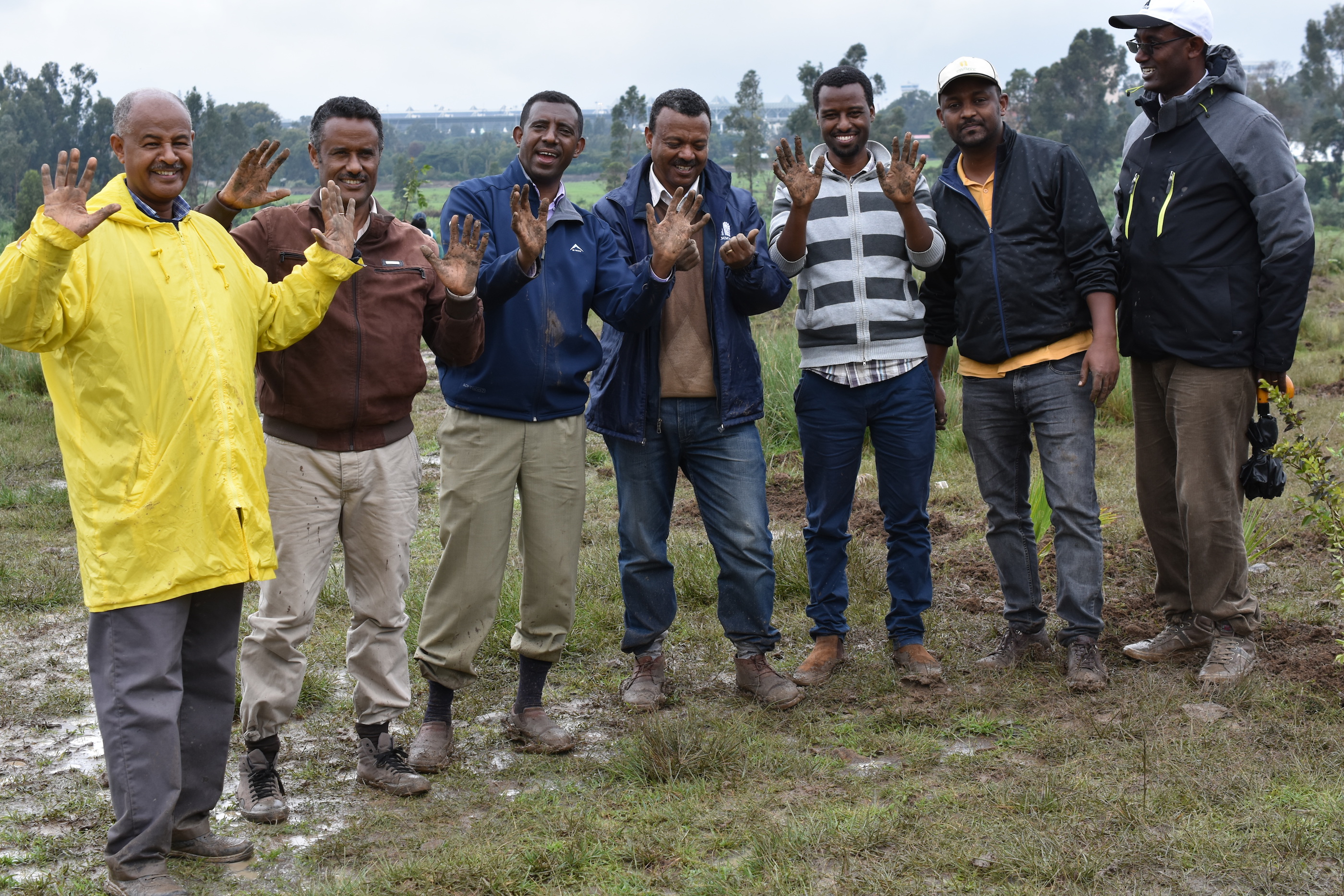 CIMMYT staff show their hands full of dirt after planting tree seedlings in Bole subcity, near Addis Ababa's international airport. (Photo: CIMMYT)
