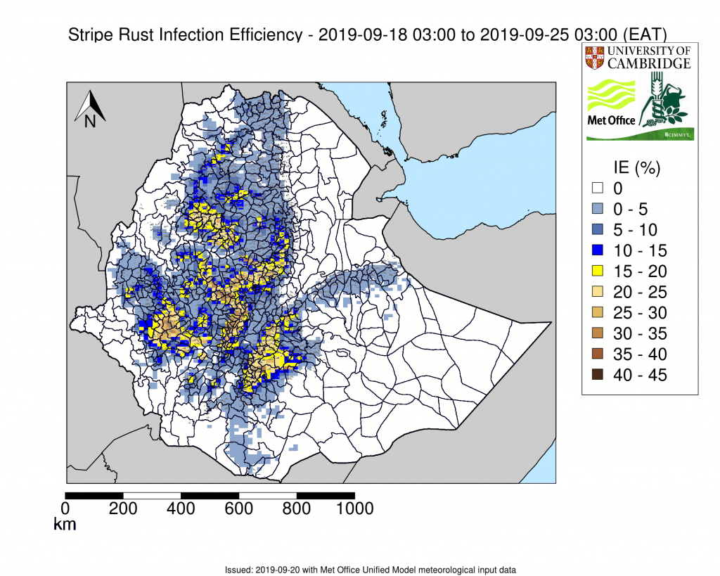 Example of weekly stripe rust environmental suitability forecast. Yellow to Brown show the areas predicted to be most suitable for stripe rust infection. (Graphic: University of Cambridge/UK Met Office)