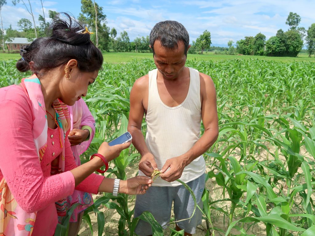 A community volunteer of an agricultural cooperative (left) uses the Plantix smartphone app to help a farmer diagnose pests in his maize field in Bardiya district, Nepal. (Photo: Bandana Pradhan/CIMMYT)
