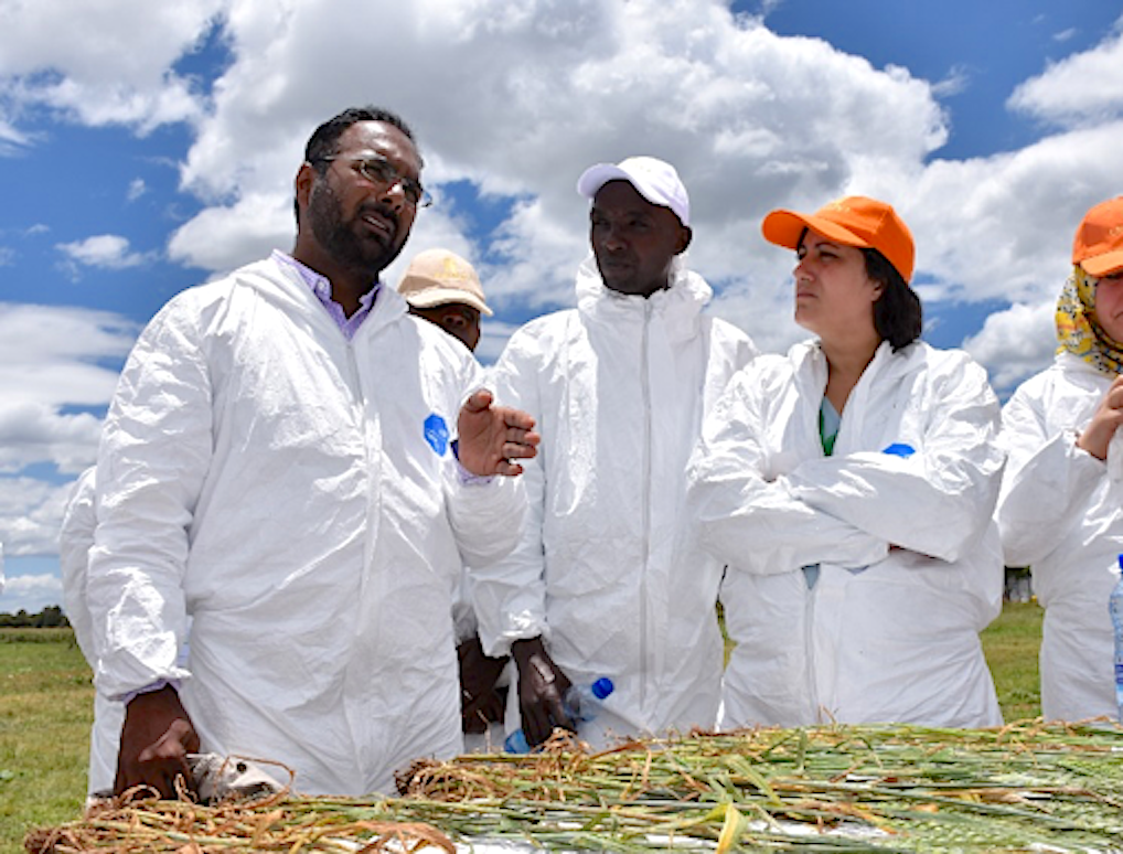 Mandeep Randhawa (left) talks to the participants of the 11th annual training on stem rust notetaking and germplasm evaluation. (Photo: Jerome Bossuet/CIMMYT)