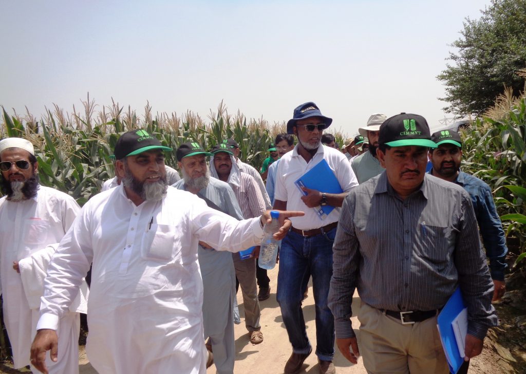 A group of maize experts visits maize research and seed production fields at the Maize and Millets Research Institute (MMRI) in Yousafwala, Pakistan. (Photo: CIMMYT)
