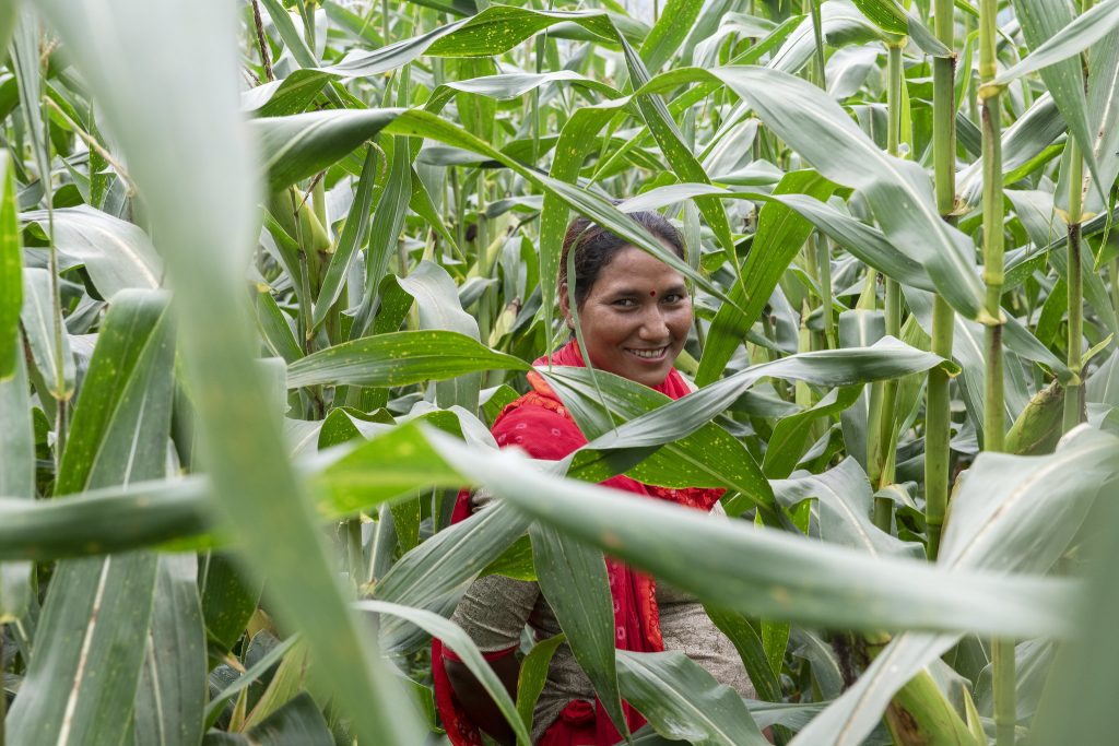 Sita Kumari, a farmer, stands on a maize field in Nepal. (Photo: C. de Bode/CGIAR)