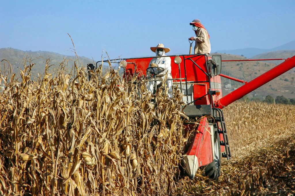 Harvesting maize in Mexico. (Photo: CIMMYT)