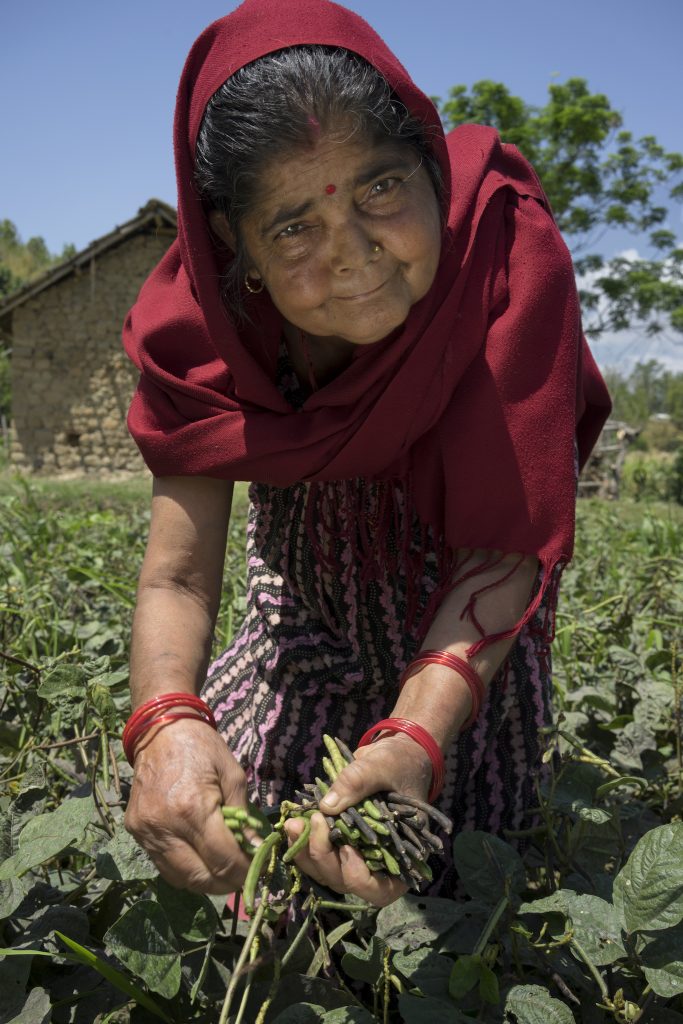 Farmer Chhalu Bhattarai harvests her mung bean crop in Manikapur, Surkhet, Nepal. (Photo: P. Lowe/CIMMYT)
