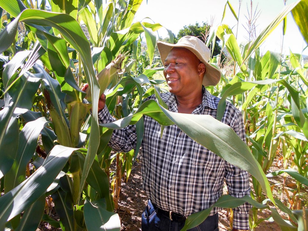 Sign Phiri from CIMMYT inspects maize crops.
