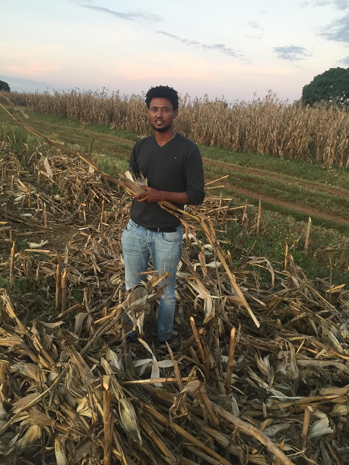 CIMMYT researcher Hailemariam Ayalew examines maize crops during the study. (Photo: Hailemariam Ayalew/CIMMYT)