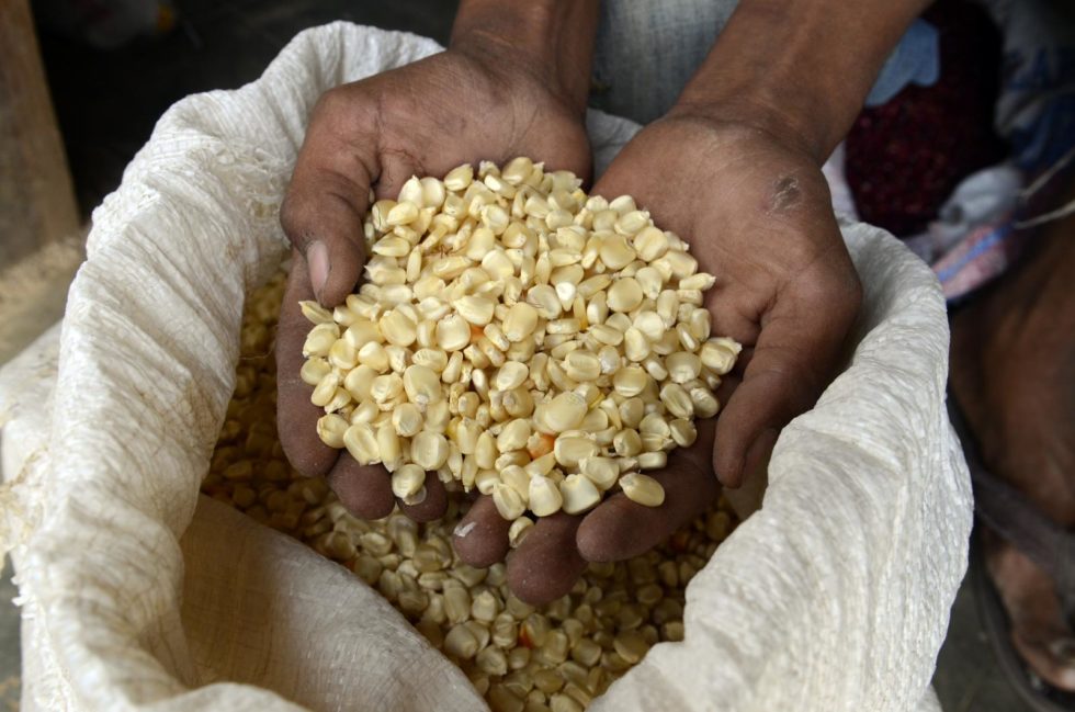 Person holding maize seed.