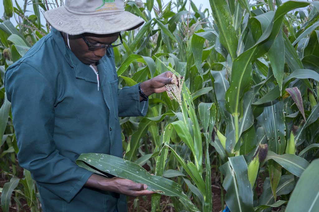 A CIMMYT research associate inspects maize damaged by fall army worm at KALRO Kiboko Research Station in Kenya. (Photo: Peter Lowe/CIMMYT)