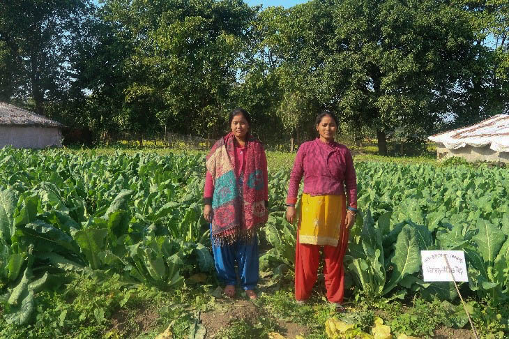 Dharma Devi Chaudhary (right) stands next to her flourishing cauliflower crop in Kailali, Nepal. (Photo: Uttam Kunwar/CIMMYT)
