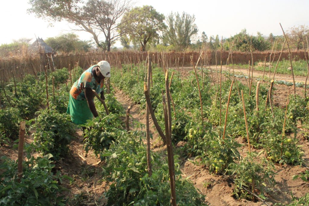 Prudence Nyanguru tends to her thriving tomato field in Nyanga, Zimbabwe. (Photo: Shiela Chikulo/CIMMYT)