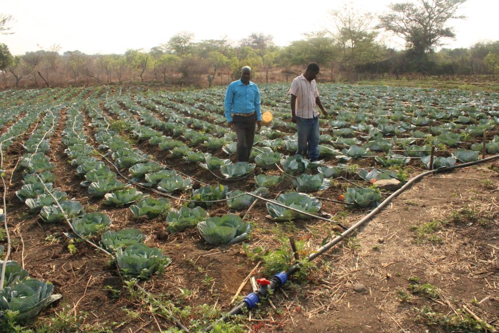 Thomas Chikwiramadara and Christopher Chinhimbiti walk through their shared cabbage crop in Nyanga, Zimbabwe. (Photo: Shiela Chikulo/CIMMYT)