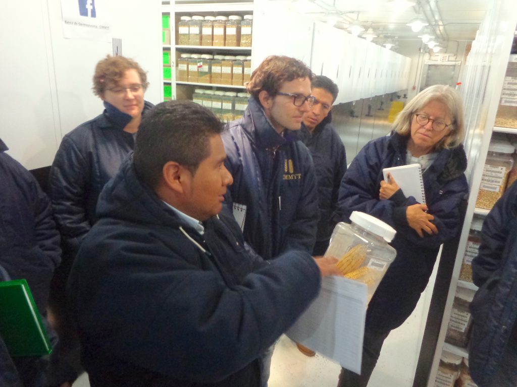 Costich and members of the Maize Collection team hosting Pedro Bello from UC Davis (center, glasses) at the CIMMYT Germplasm Bank in Texcoco, Mexico, for a workshop on seed longevity and conservation techniques.