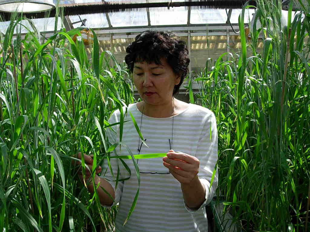 Evaluation of tan spot disease resistance in a greenhouse. (Photo: IPBB)