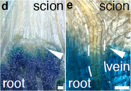 High magnification images show successful grafting of wheat in which a connective vein forms between root and shoot tissue after four months. White arrows show the graft junction. (Photo: Julian Hibberd)