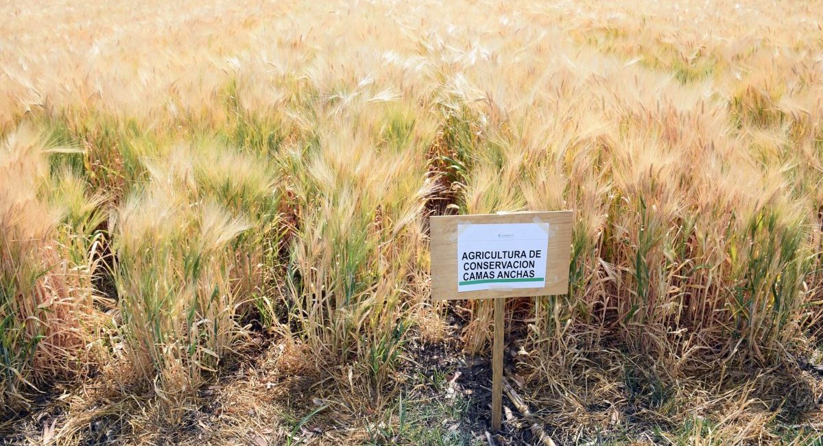 Cultivo de trigo establecido con agricultura de conservación,  en donde se aprovechan los residuos de cosecha del cultivo anterior. (Foto: CIMMYT)
