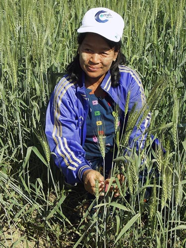 Aye Aye Win, Senior Researcher at Zaloke Research Farm in Mongwa, was the last CIMMYT GWP trainee from Myanmar in Mexico (2002) and is currently the only wheat breeder in the country. Photos: Fabiola Meza/CIMMYT