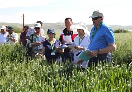 Alexei Morgounov, CIMMYT Wheat Breeder, discusses germplasm performance with scientists from Kazakhstan, Kyrgyzstan and Uzbekistan. Photos: H.Mammadova, Azeri Research Institute of Farming.