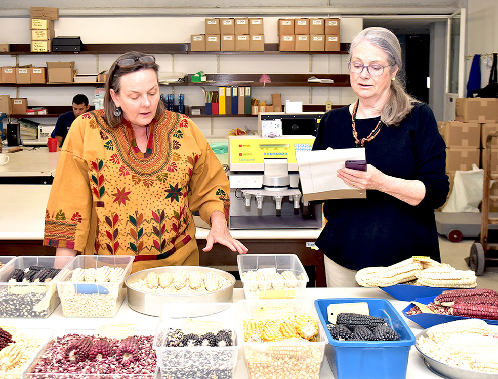 Martha Willcox (left) points out specific maize varieties being stored in the germplasm bank as author Rachel Laudan looks on. (Photo: CIMMYT)