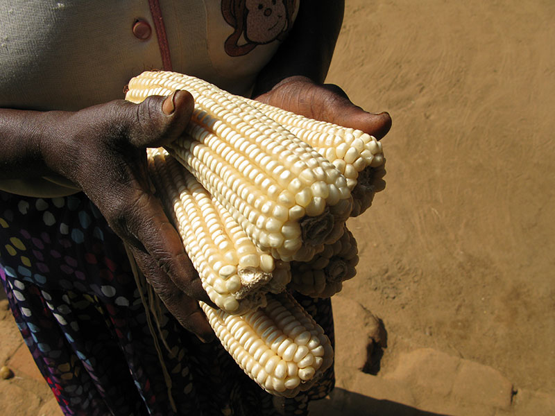 Drought Tolerant Maize for Africa Seed Scaling » CIMMYT. International