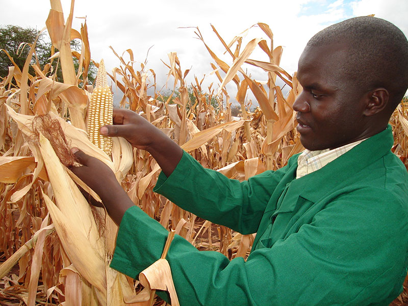 Drought Tolerant Maize for Africa Seed Scaling » CIMMYT. International