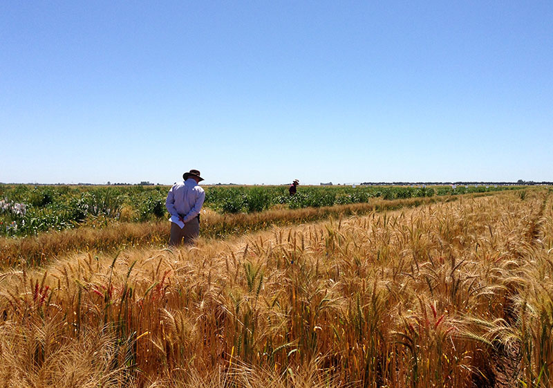 International Wheat Yield Partnership » CIMMYT. International Maize and