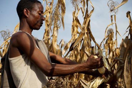 Photo: Peter Lowe/CIMMYT