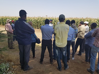 Seed company mangers briefed on QPM seed multiplication during visitors day. Photo: CIMMYT.