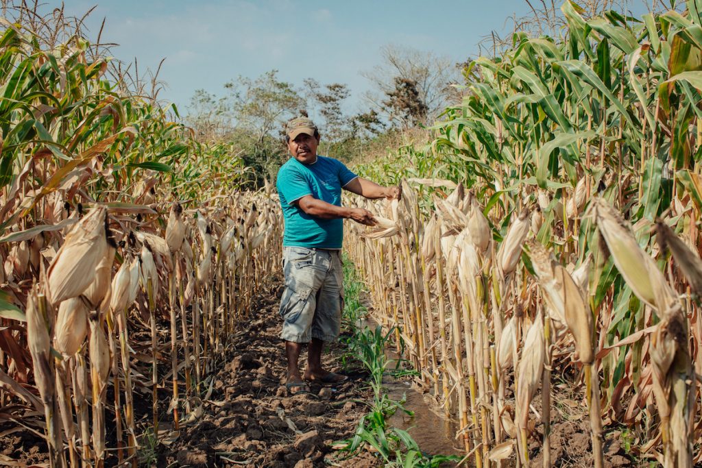 Farmer Rómulo González on his maize plot. 