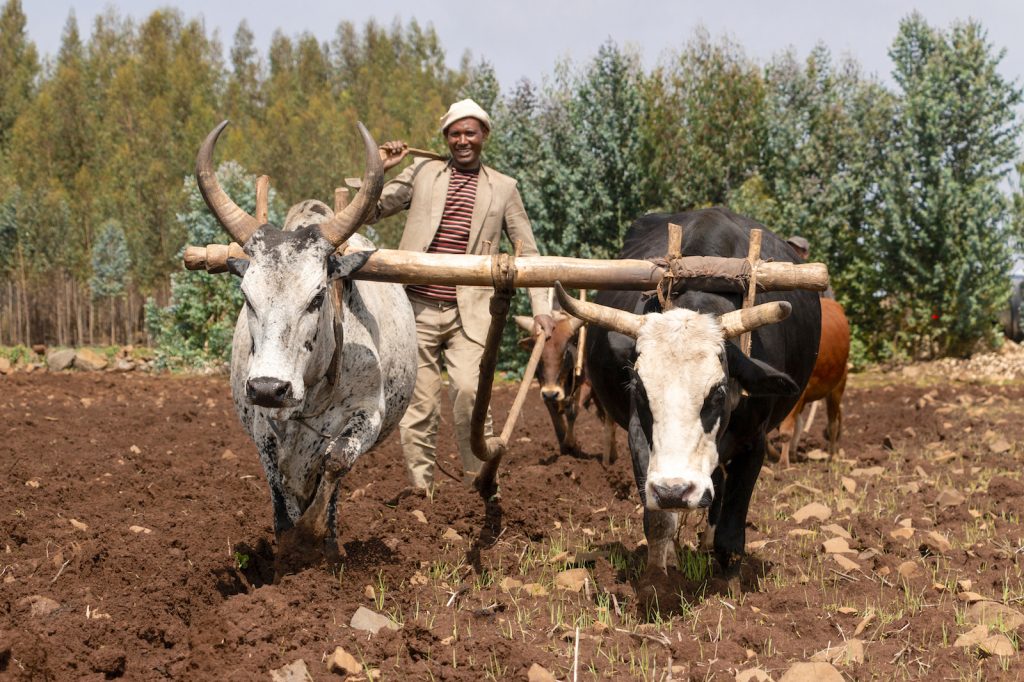 Mechanization could boost Ethiopian wheat production and provide youth with new job opportunities. (Photo: Gerardo Mejía/CIMMYT) Mechanization could boost Ethiopian wheat production and provide youth with new job opportunities. (Photo: Gerardo Mejía/CIMMYT)