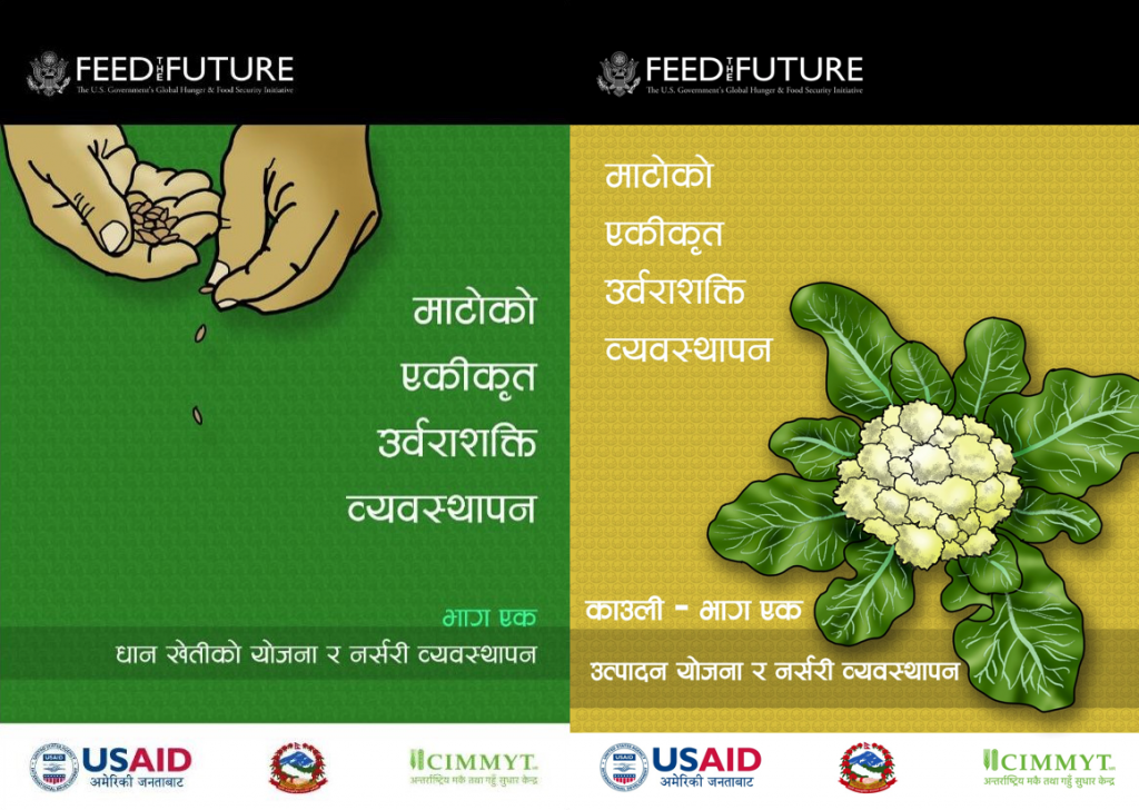 Agricultural extension materials on best management practices for rice (left) and cauliflower, developed by CIMMYT as part of the NSAF project.