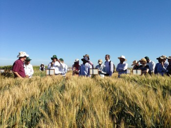 Scientists and members of the international wheat community observe wheat trials in Obregon, Mexico, March 2015. (Photo: Julie Mollins/CIMMYT)