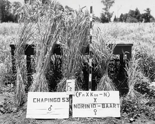 Pictured above is a cross between Chapingo 53 - a tall variety of wheat that was resistant to a fungal pathogen called stem rust - and a variety developed from previous crosses of Norin 10 with four other wheat strains. Photo: CIMMYT