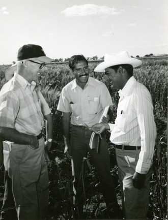 From left to right: Norman Borlaug, Mohan Kohli and Sanjaya Rajaram at Centro de Investigaciones Agricolas del Noreste (CIANO), Sonora, Mexico, in 1973. (Photo: CIMMYT)