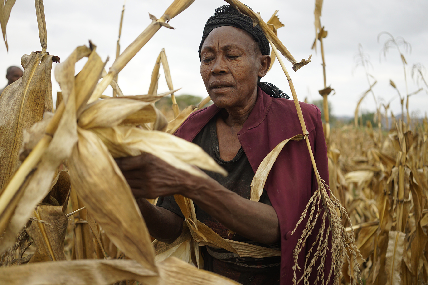 Grandmother harvests drought-tolerant maize in Lobu village, Koromo, Hawassa Zuria district, Ethiopia. (Photo: P. Lowe/CIMMYT)