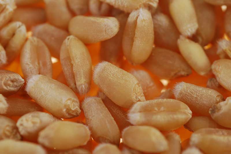 Wheat-seed
