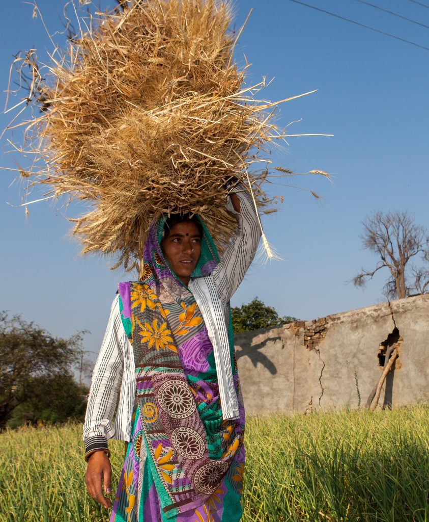 (Photo: J. Cumes/CIMMYT)