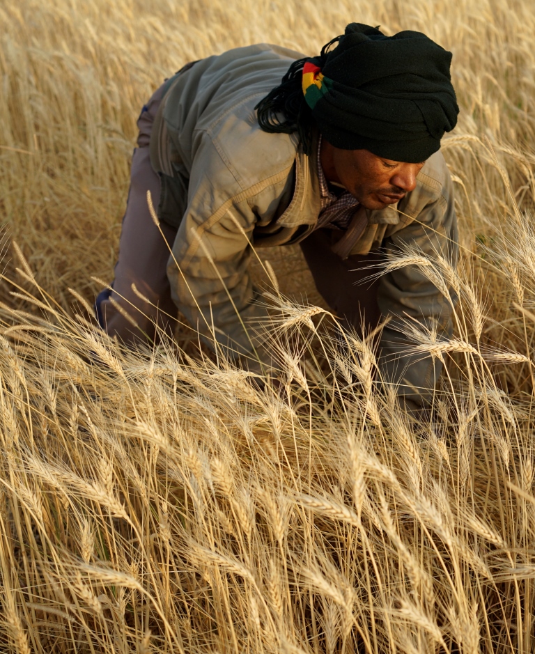 (Photo: P. Lowe/CIMMYT)