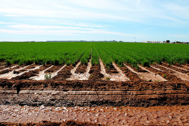 Healthy soils are vital for a healthy and food secure future. (Photo: CIMMYT)