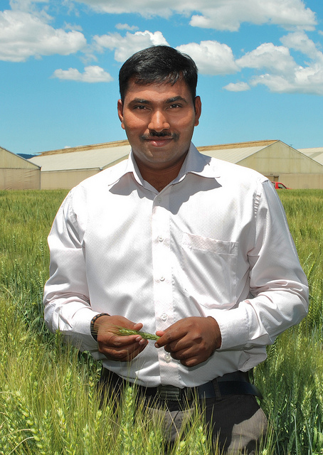 Velu Govindan, a wheat breeder who has advanced the development of nutrient-rich millet and wheat varieties with higher yield potential, disease resistance and improved agronomic traits, has won the 2016 Young Scientist Award for Agriculture presented by India’s Society for Plant Research. (Photo: Xochiquetzal Fonseca/CIMMYT)