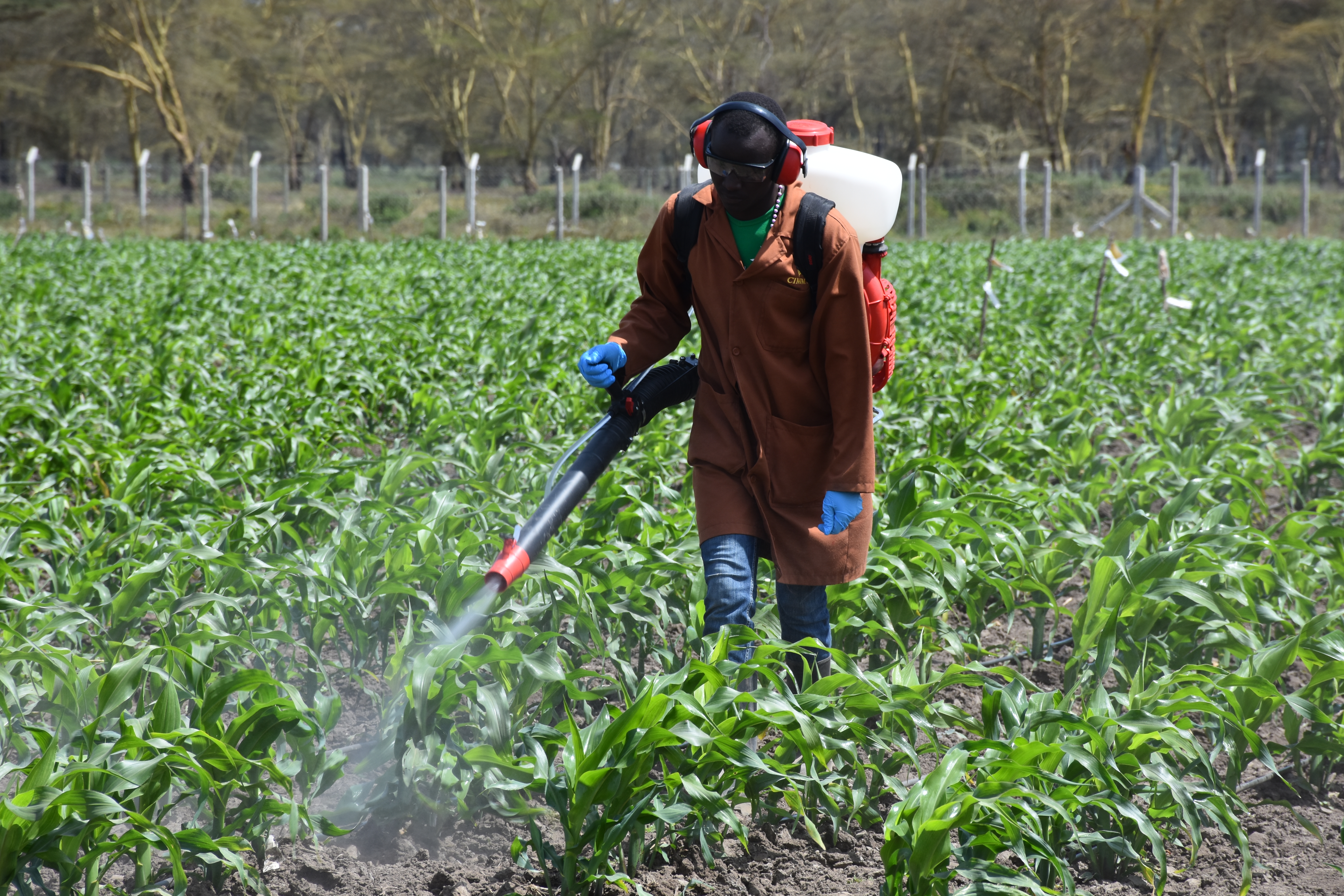 Artificial inoculation of maize germplasm at the Naivasha MLN screening site, Kenya. (Photo: B.Wawa/CIMMYT)