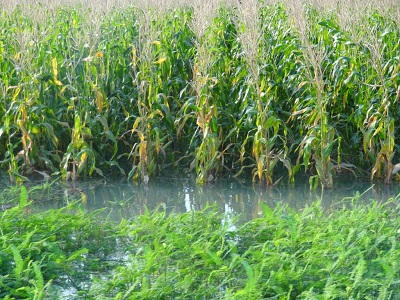 A maize field is inundated by a flash flood in southern Bangladesh. (Photo: M. Yusuf Ali/CIMMYT)