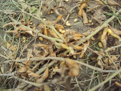 Soybeans damaged by a flash flood. (Photo: Shah-Al-Emran/CIMMYT)